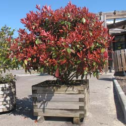 Photinia nain / Photinia fraseri 'Little Red Robin'